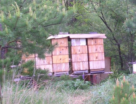 VČELAŘSTVÍ